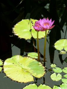 Lilypads Opt